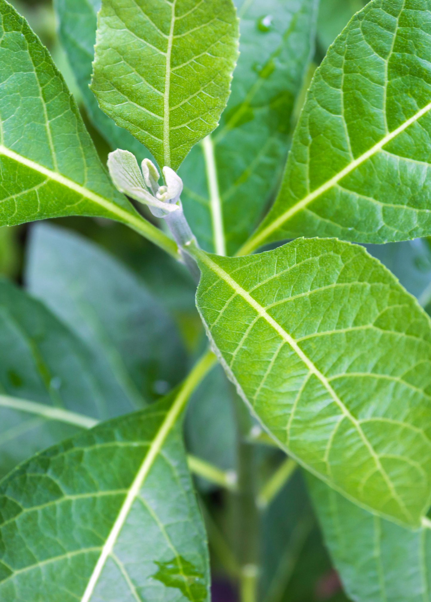 Bitter Leaf Tree Cutting, Gymnanthemum extensum, Edible Herbal Plant for Medicinal and Culinary Use