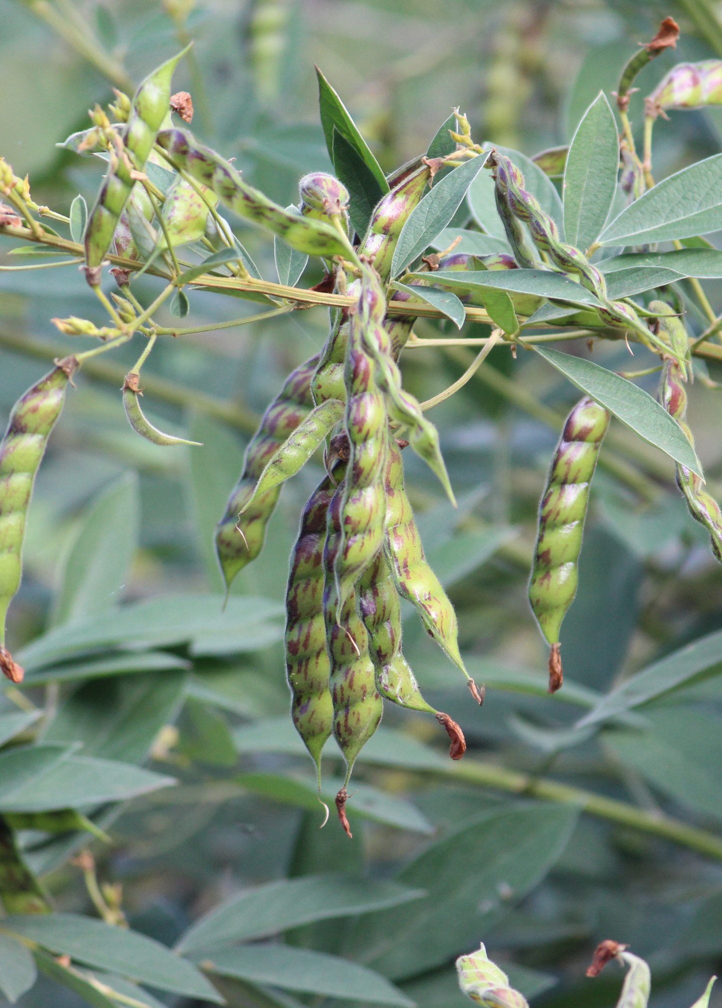 Black Pigeon Pea Seeds, Drought-Resistant Legume, Cajanus cajan, Edible Seeds for Cooking & Soil Improvement