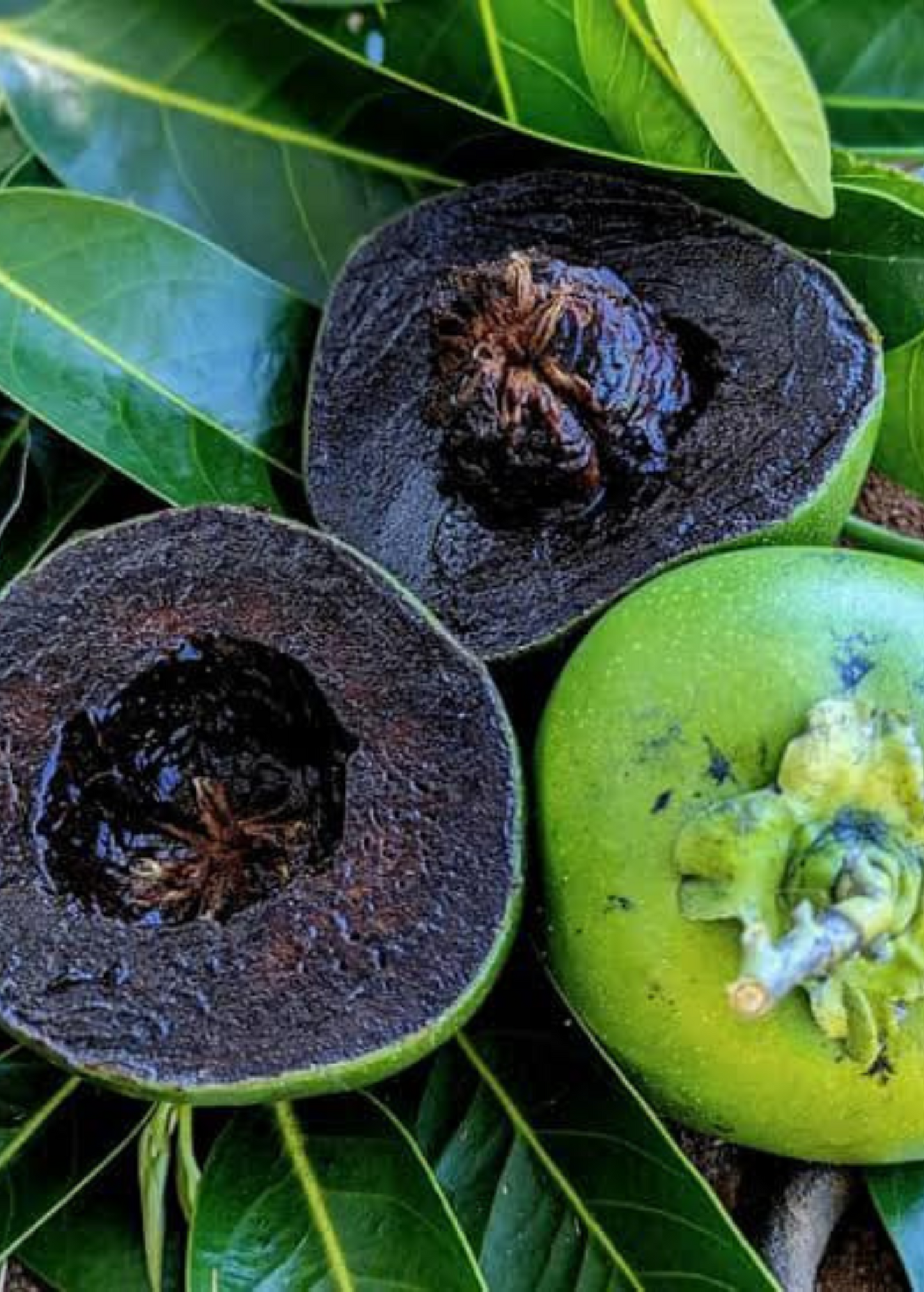 Black Sapote Maher Fruit Tree – Tropical Chocolate Pudding Fruit, Diospyros digyna 'Maher'
