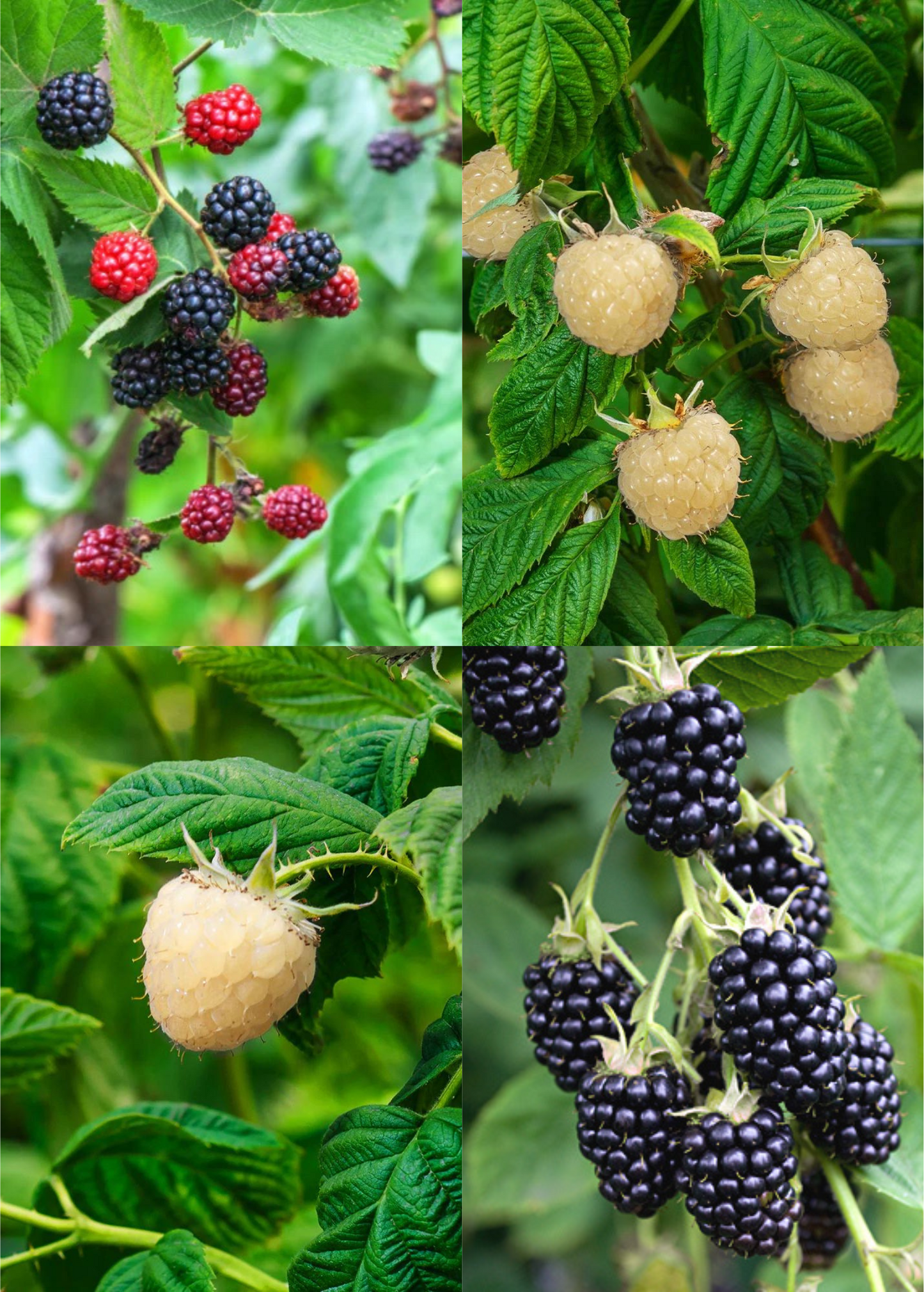 Blackberry Plants Bundle - Thornless Apache, Natchez & Snowbank White in 4" Coconut Coir Pots, Fruitful, Easy-to-Grow, Organic, Garden, Berry