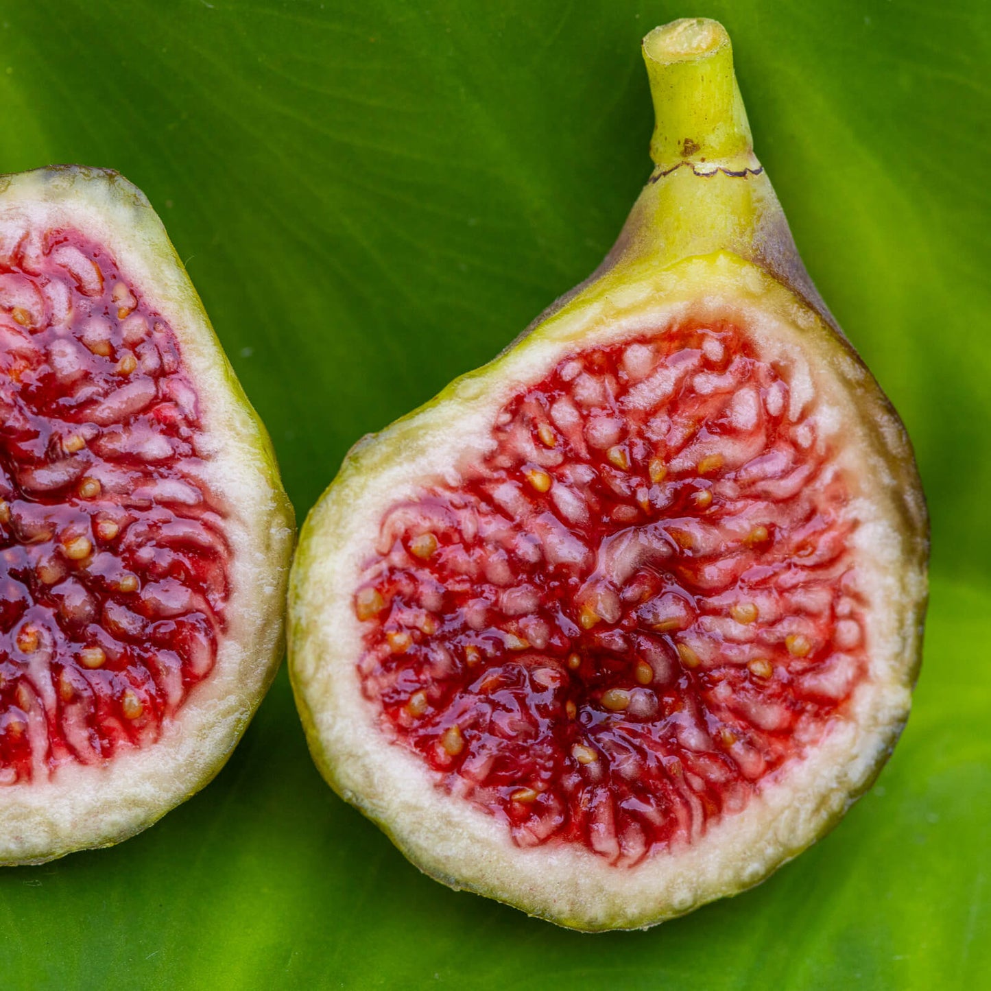 Unrooted Fig Cutting 8"+, Rare Spanish Ficus carica Blava Campanera, Dark Purple Figs for Propagation or Grafting