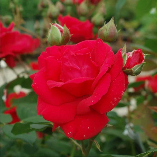 Super Rare Climbing Blaze Rose Cuttings – Rosa ‘Blaze’ Red Climbing Rose for Rooting & Grafting, Unrooted Garden Propagation Set