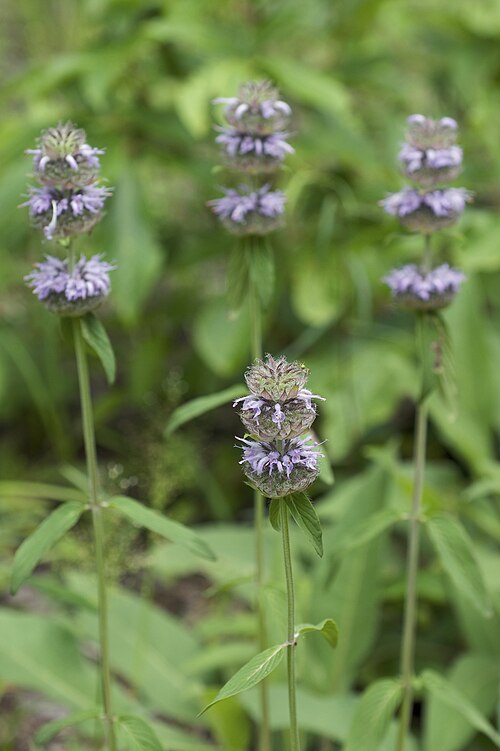 Blephilia ciliata Seeds – Downy Wood Mint, Ohio Horsemint, Native Pollinator Wildflower, Perennial, Lavender to Purple, 300 Seeds