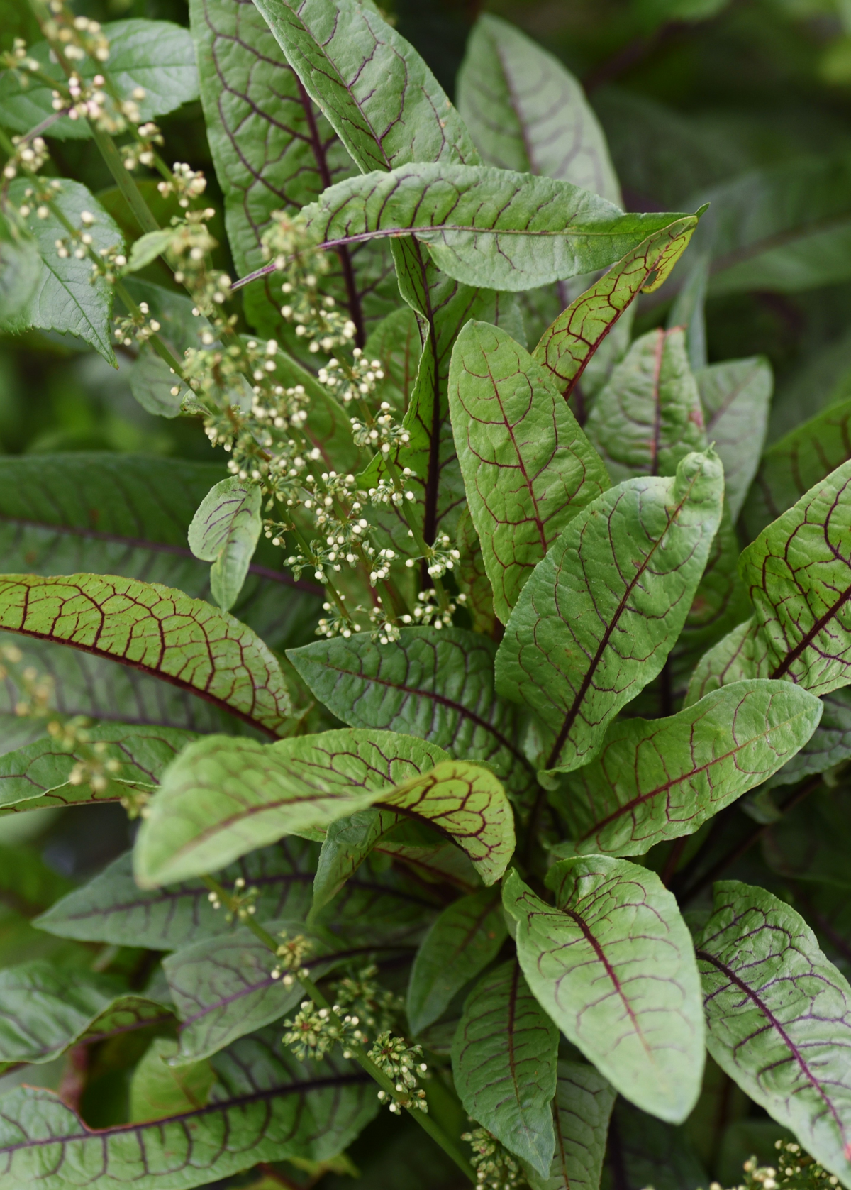 Bloody Dock Perennial Plant with Reddish-Veined Foliage, Edible Salad Greens, Rumex sanguineus