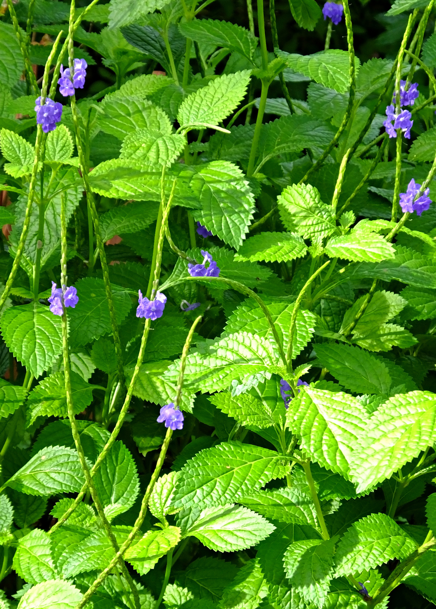 Blue Porterweed Cutting, Perennial, Blue Flowers, Stachytarpheta jamaicensis, Butterfly Attractor, Native to Florida & Caribbean
