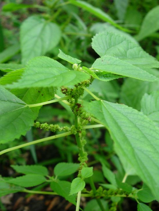 Boehmeria cylindrica Seeds – Smallspike False Nettle Native Wetland Plant for Wildlife Habitat, Stream Edges, Rain Gardens, 100 Seeds