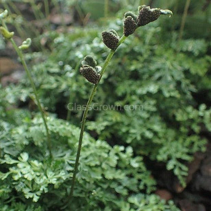 Potted Mini Bolbitis Heteroclita