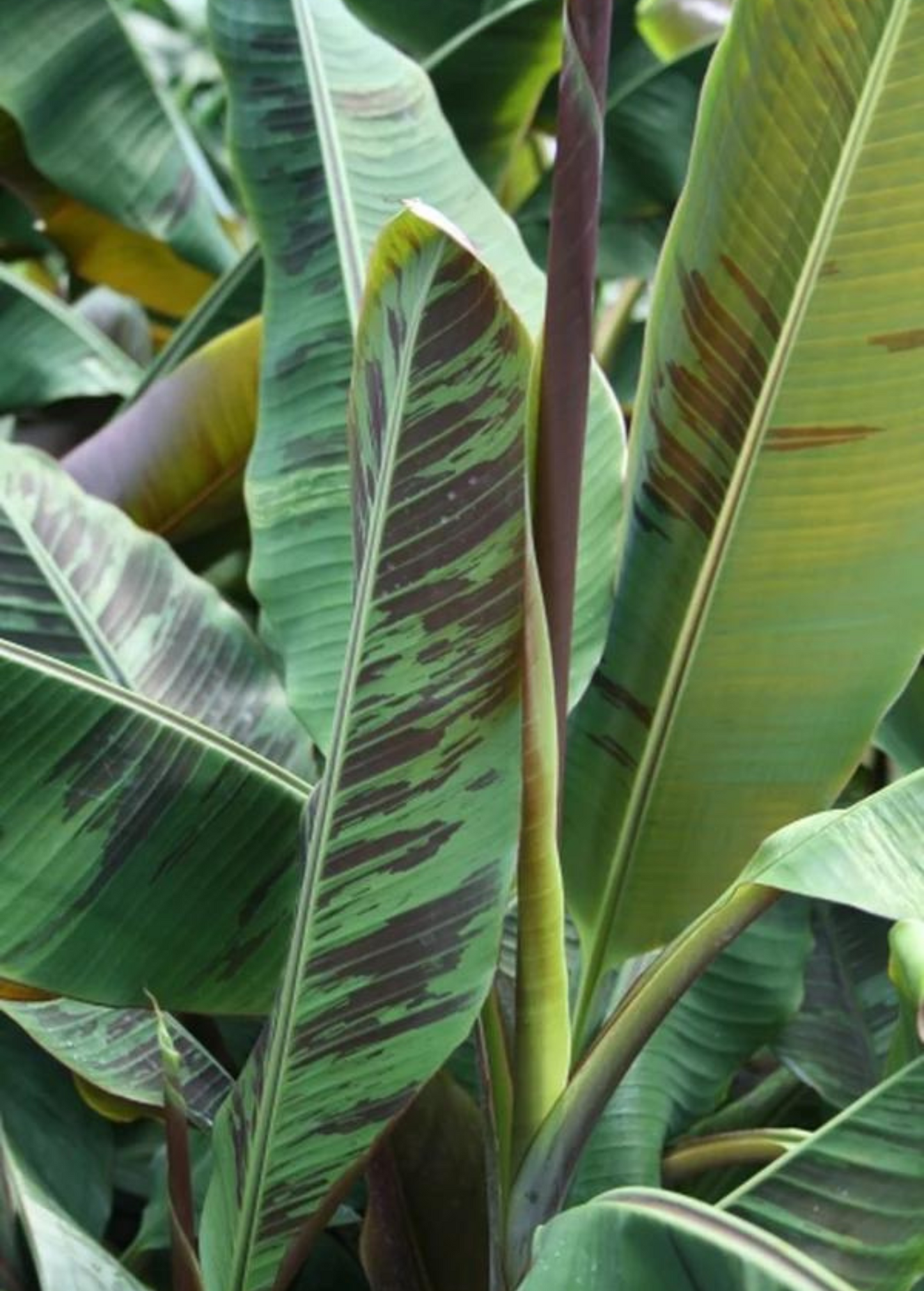 Banana Bordelon (Musa 'Bordelon') - Ornamental Tropical Foliage Plant with Burgundy and Green Leaves