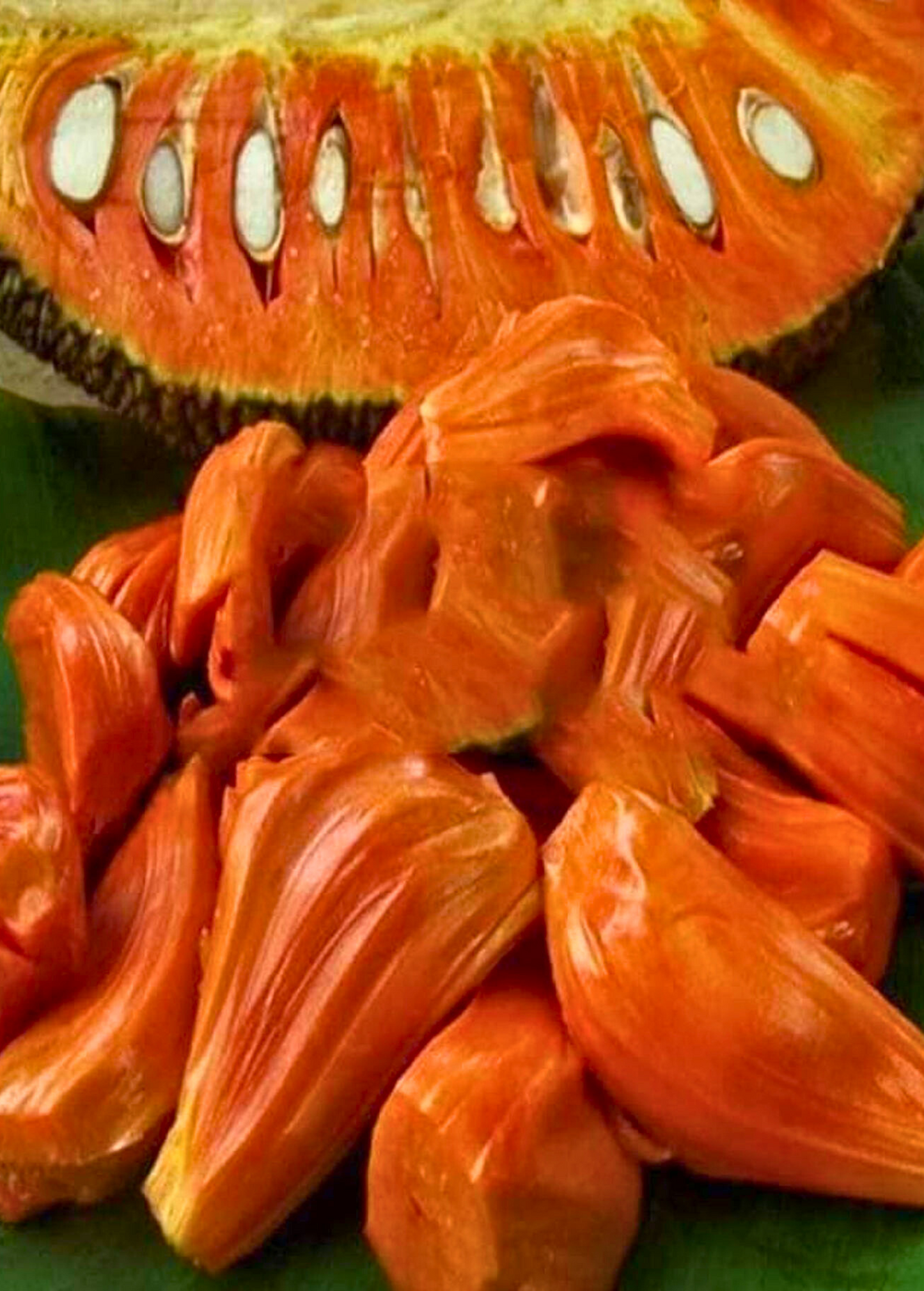 Jackfruit Borneo Live Tree – Tropical Fruit Tree, Artocarpus heterophyllus, Sweet Golden-Red Flesh