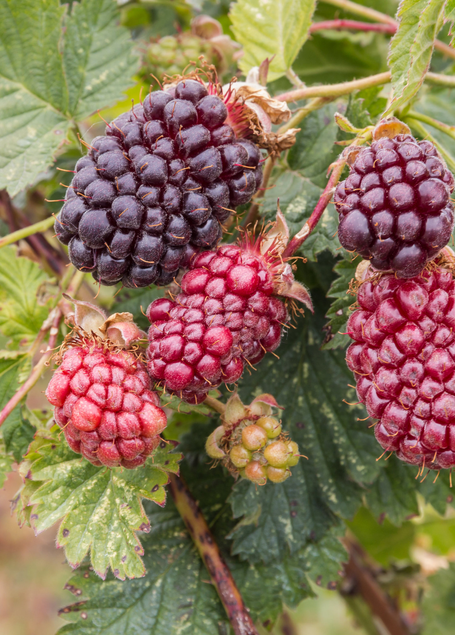 Boysenberry Plant - 4-Inch Container, Thornless Hybrid Berry, Rubus ursinus × idaeus, Sweet-Tart Flavor, Edible Garden, Backyard Fruit