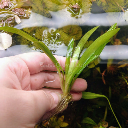 Broadleaf Sagittaria Subulata