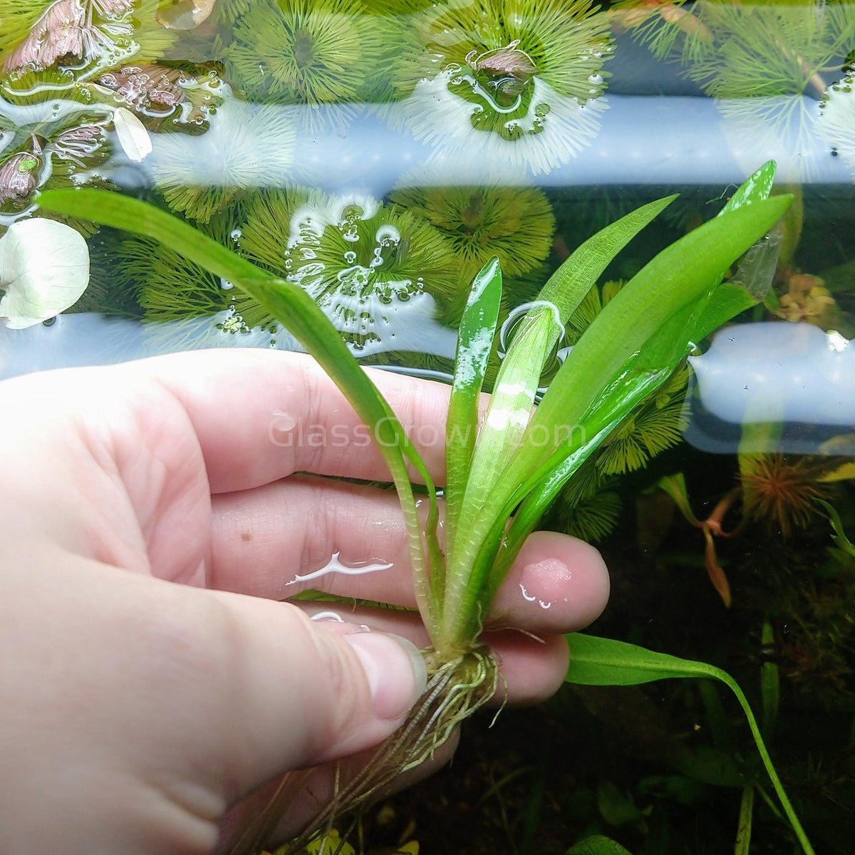 Broadleaf Sagittaria Subulata