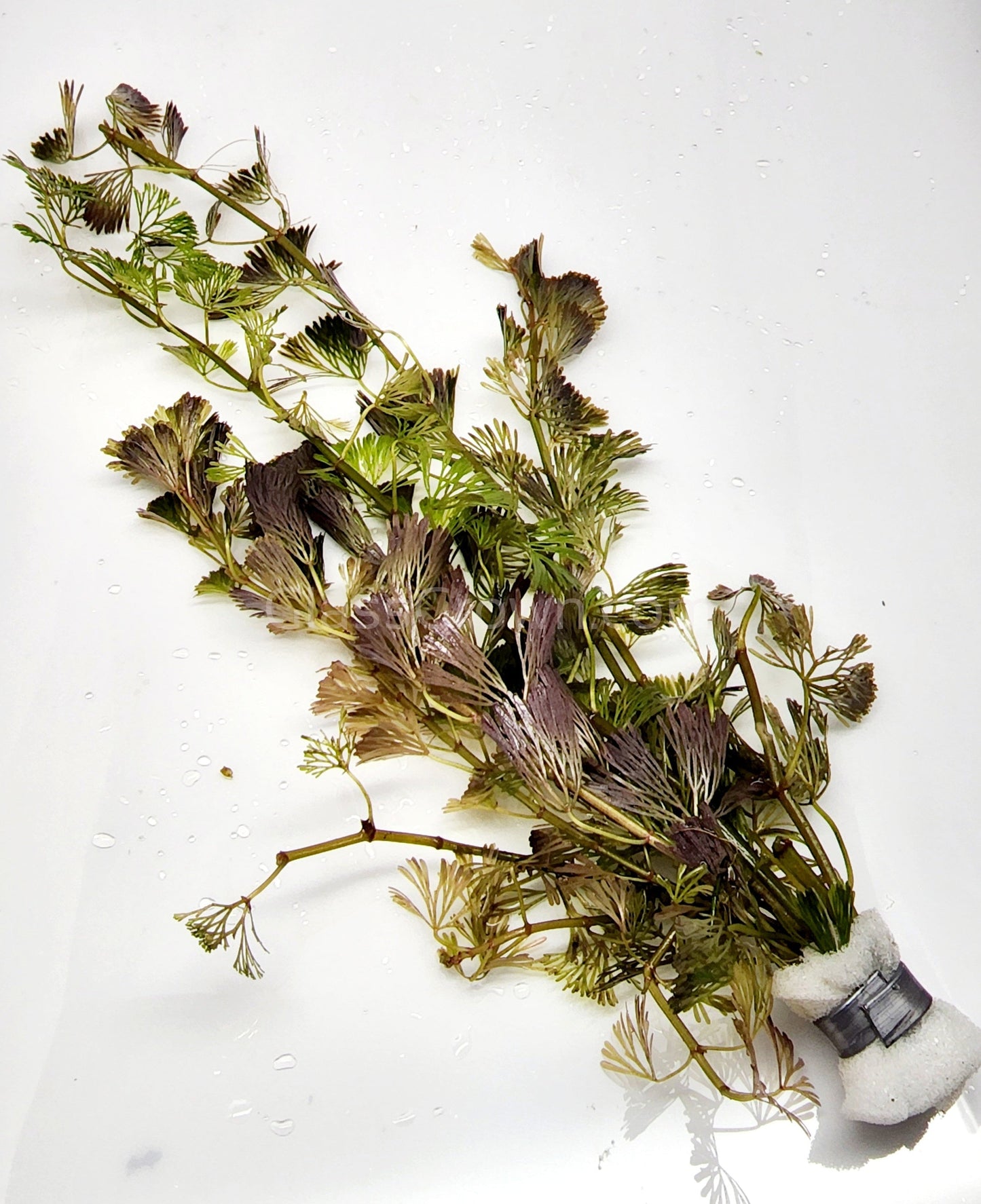 Bunch Bronze Cabomba Pulcherrima