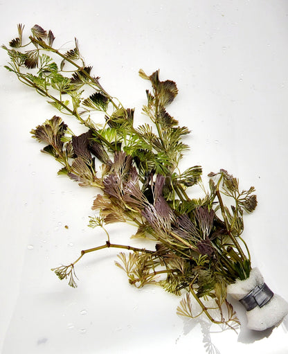 Bunch Bronze Cabomba Pulcherrima