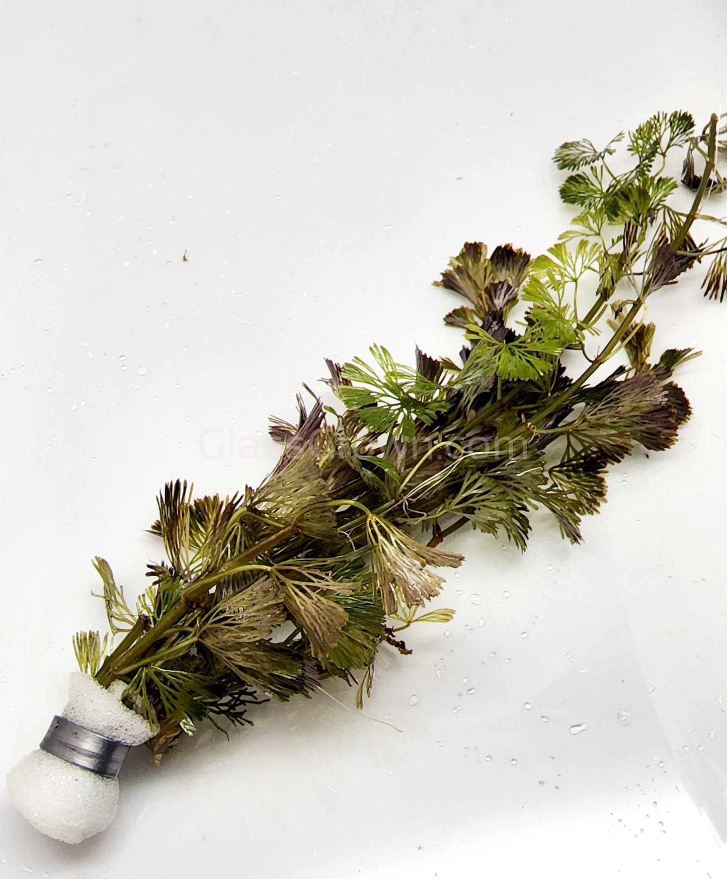 Bunch Bronze Cabomba Pulcherrima