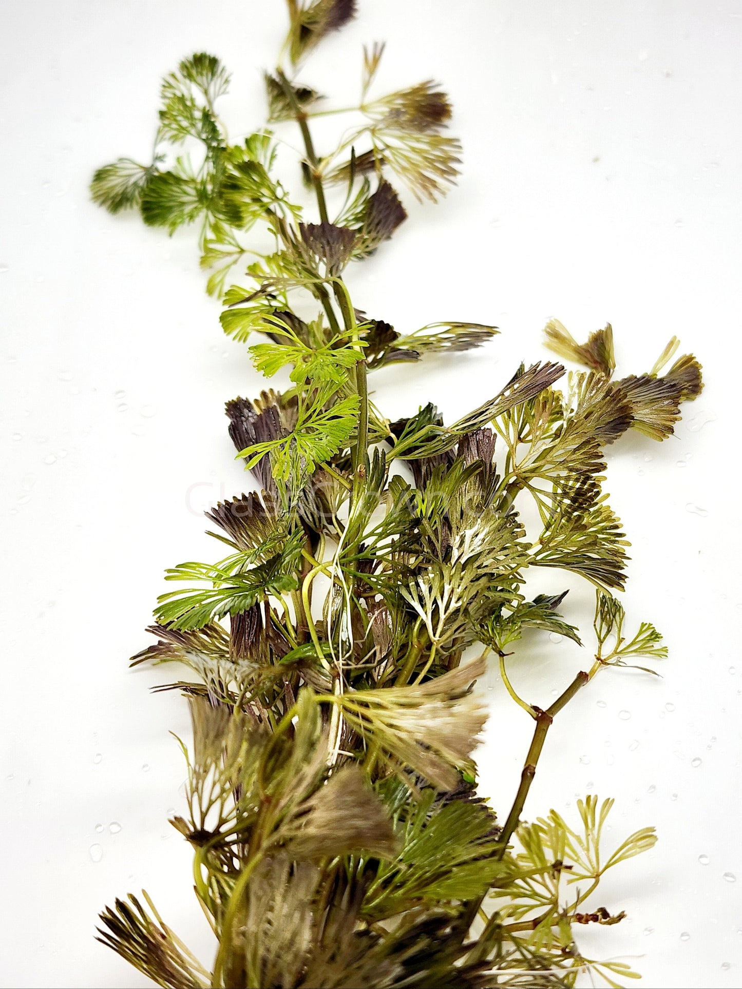 Bunch Bronze Cabomba Pulcherrima
