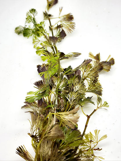 Bunch Bronze Cabomba Pulcherrima