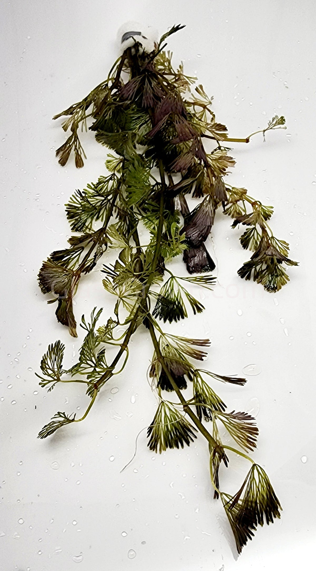 Bunch Bronze Cabomba Pulcherrima