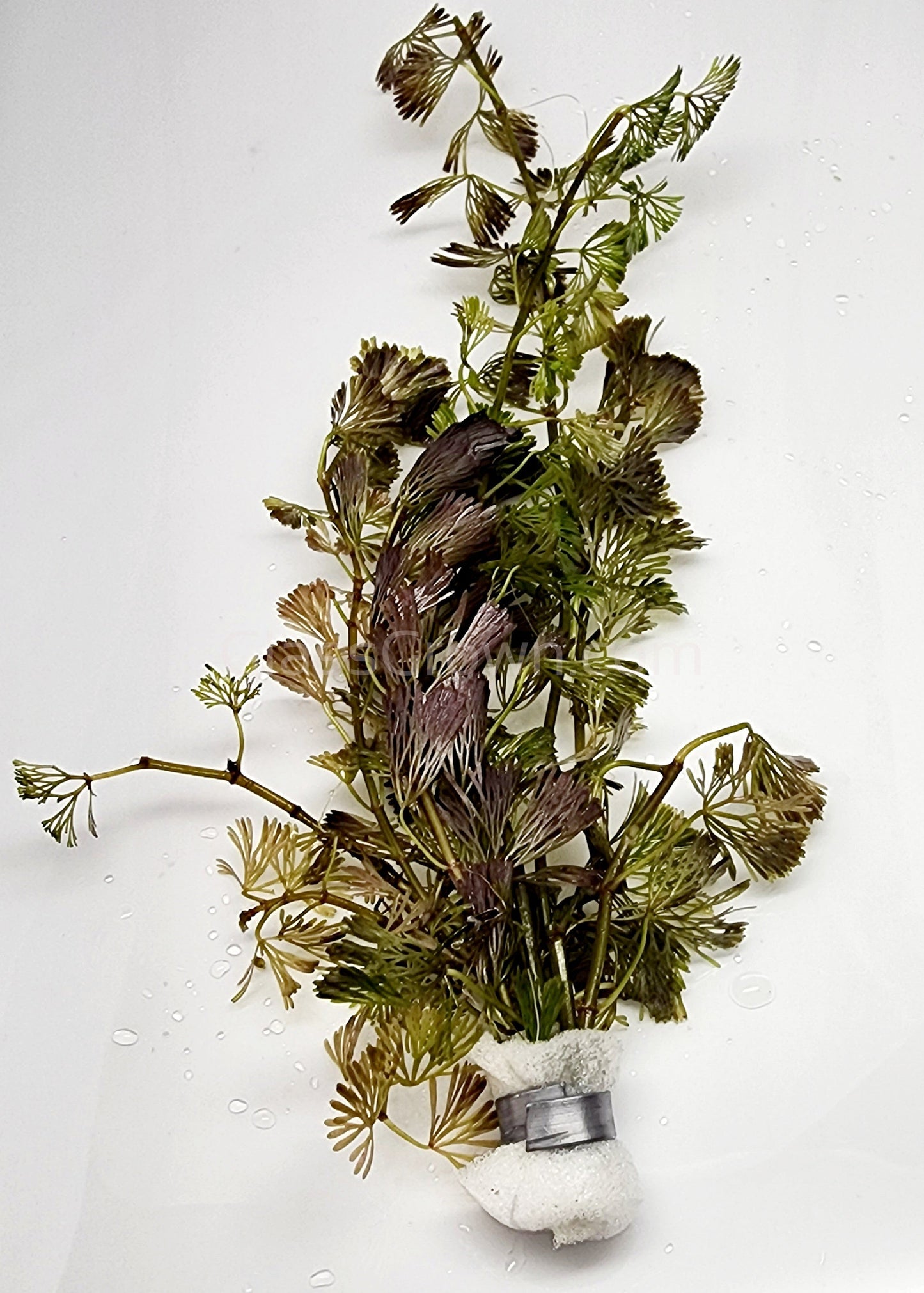 Bunch Bronze Cabomba Pulcherrima
