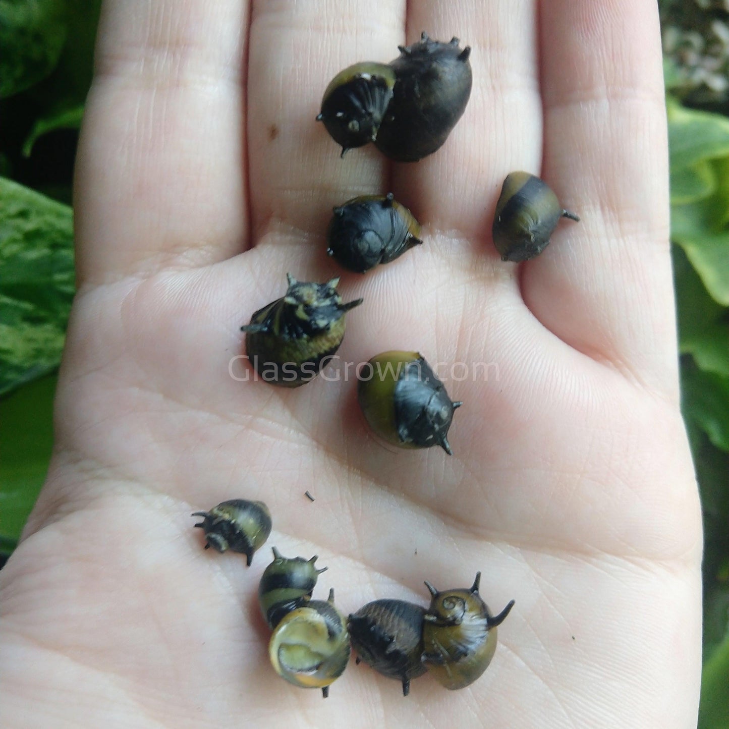 Bumblebee Horned Nerite Snail 3 Pack