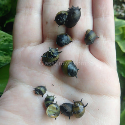 Bumblebee Horned Nerite Snail 3 Pack