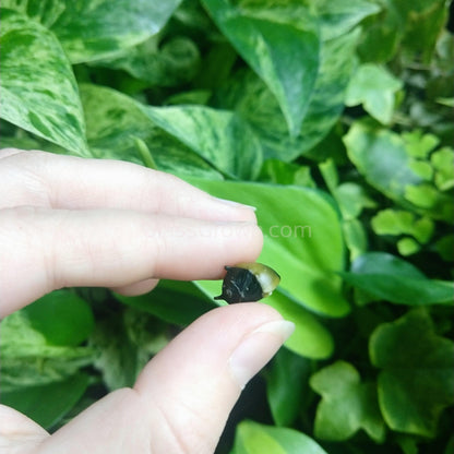 Bumblebee Horned Nerite Snail 3 Pack