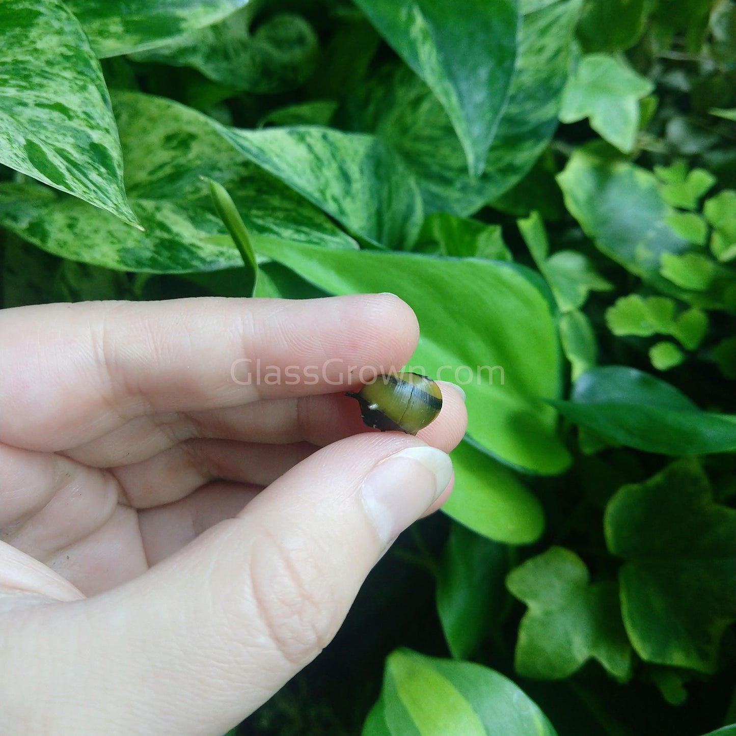 Bumblebee Horned Nerite Snail 3 Pack