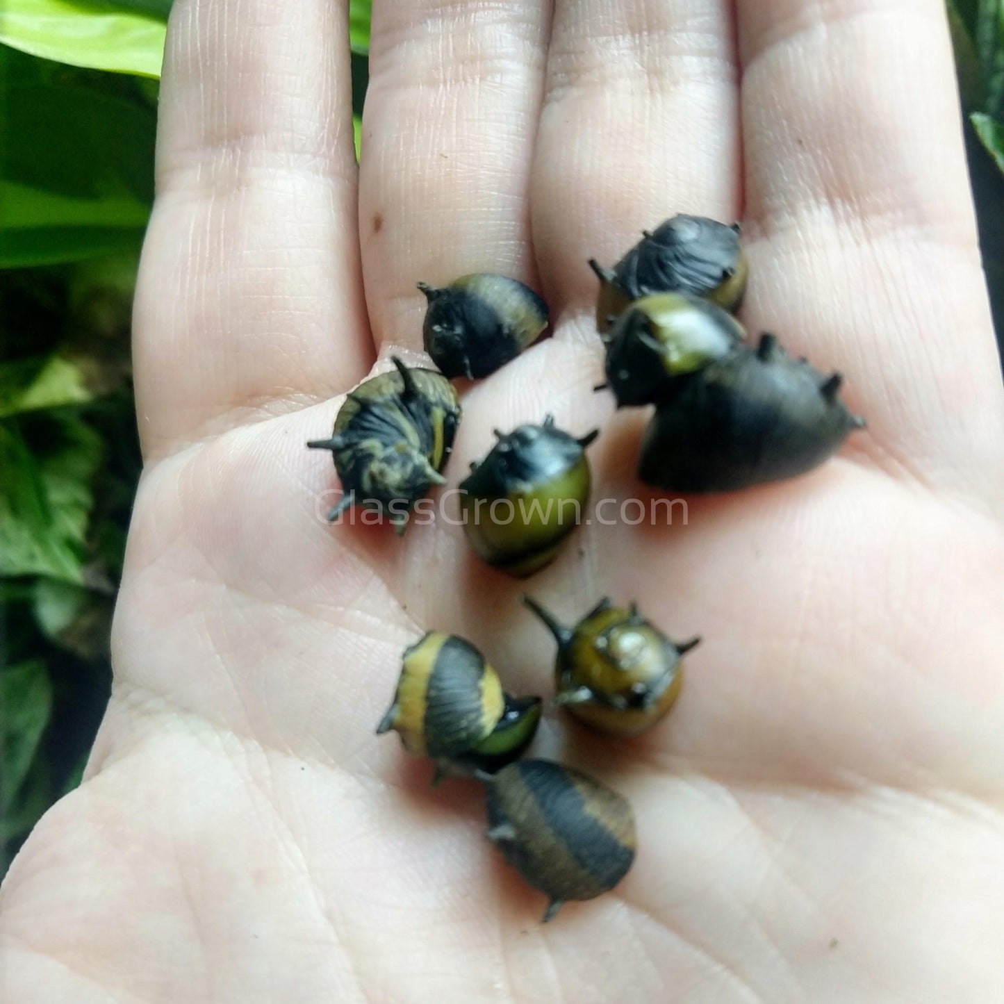 Bumblebee Horned Nerite Snail 3 Pack