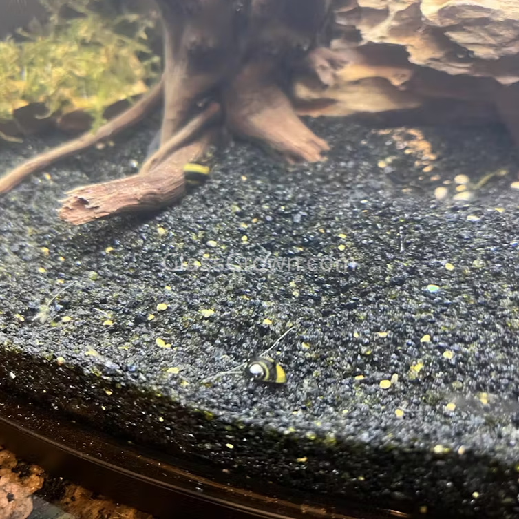 Bumblebee Horned Nerite Snail 3 Pack