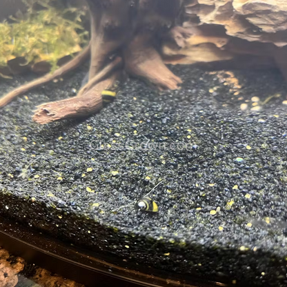 Bumblebee Horned Nerite Snail 3 Pack