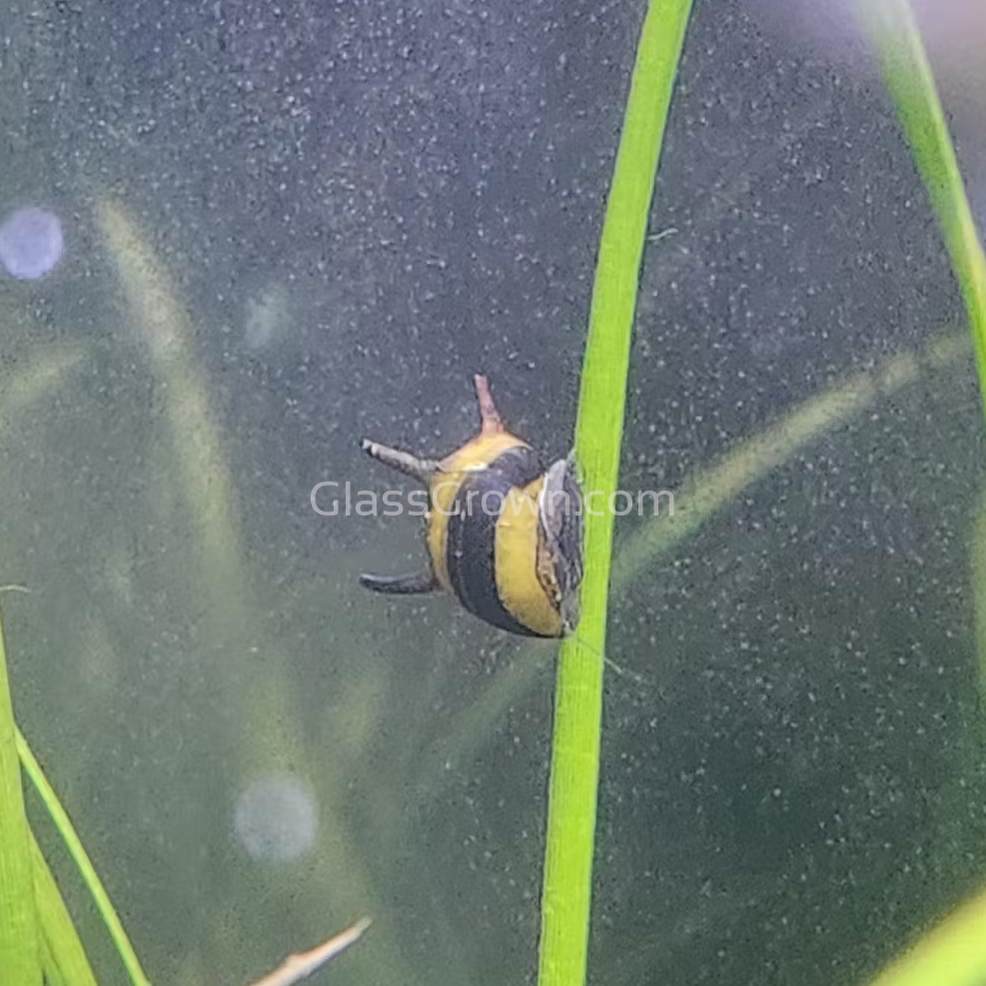 Bumblebee Horned Nerite Snail 3 Pack