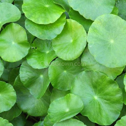 Brazilian Pennywort