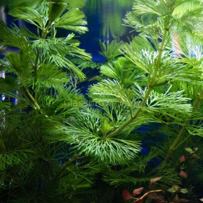 Bunch Bronze Cabomba Pulcherrima