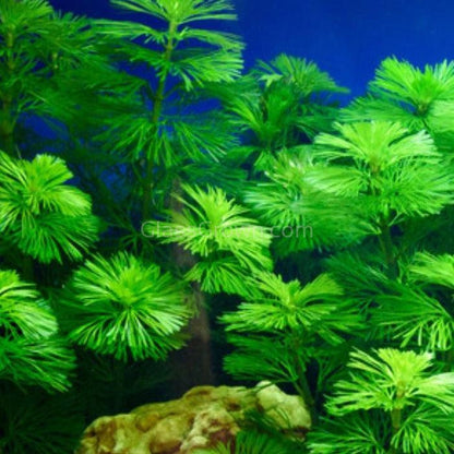 Bunch Bronze Cabomba Pulcherrima