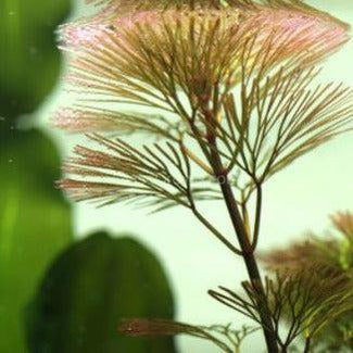 Bunch Bronze Cabomba Pulcherrima