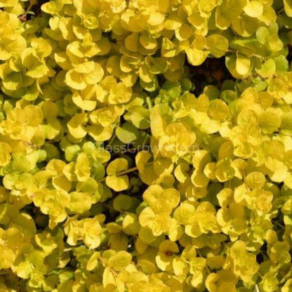 Bunch Golden lloydiella Golden Jenny