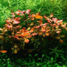 Ludwigia Natans Super Red Mini