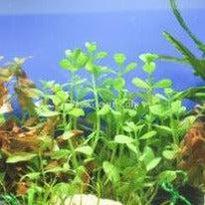 Moneywort