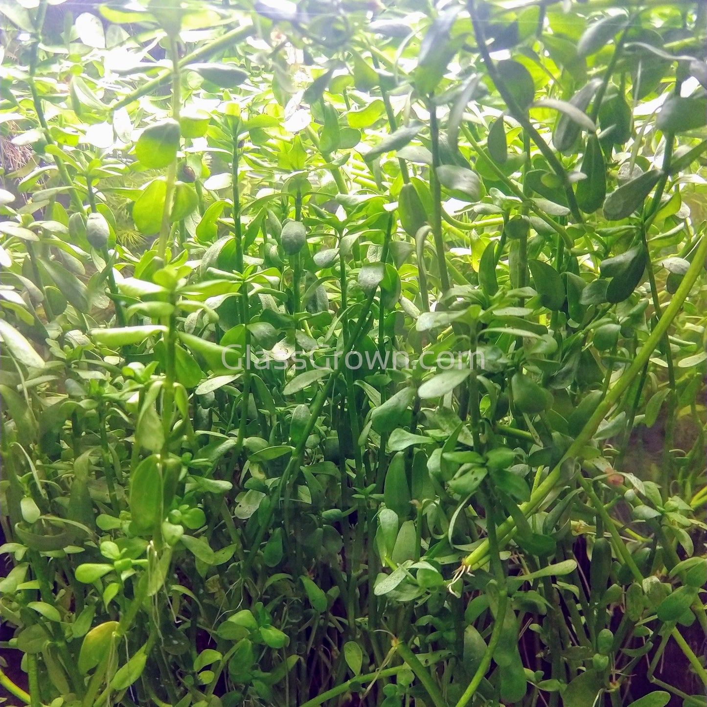 Moneywort