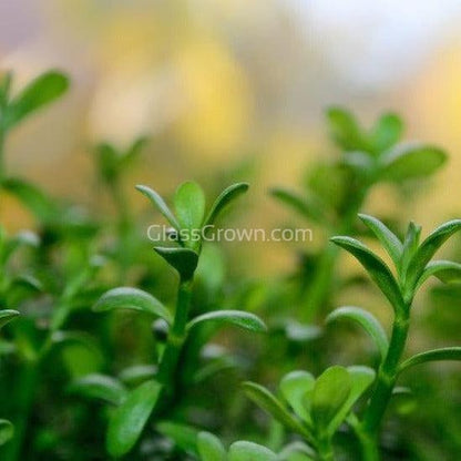 Moneywort