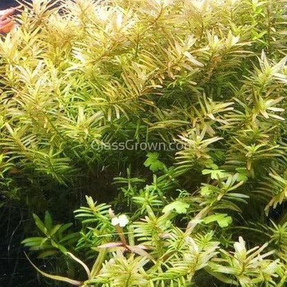 Rotala Vietam H'ra