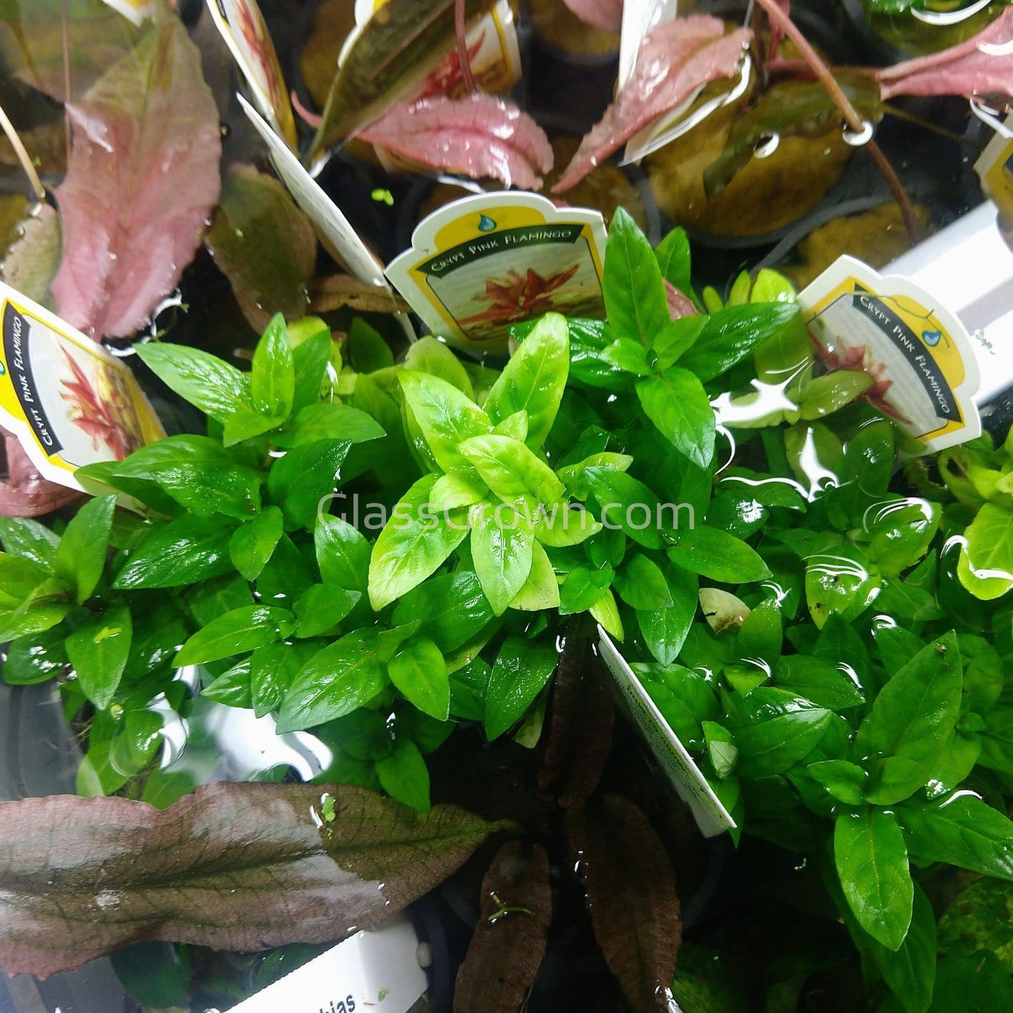 Grower's Choice High Light Plants (6 Bunches)