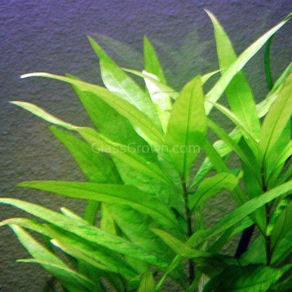 Bunch Temple Plant (Hygrophila Corymbosa)