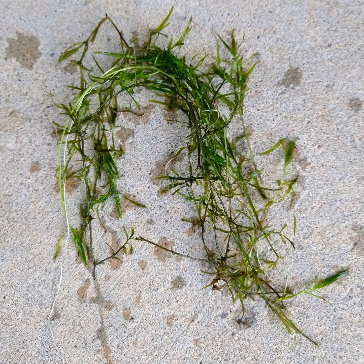 Bunch of Najas Guppy Grass