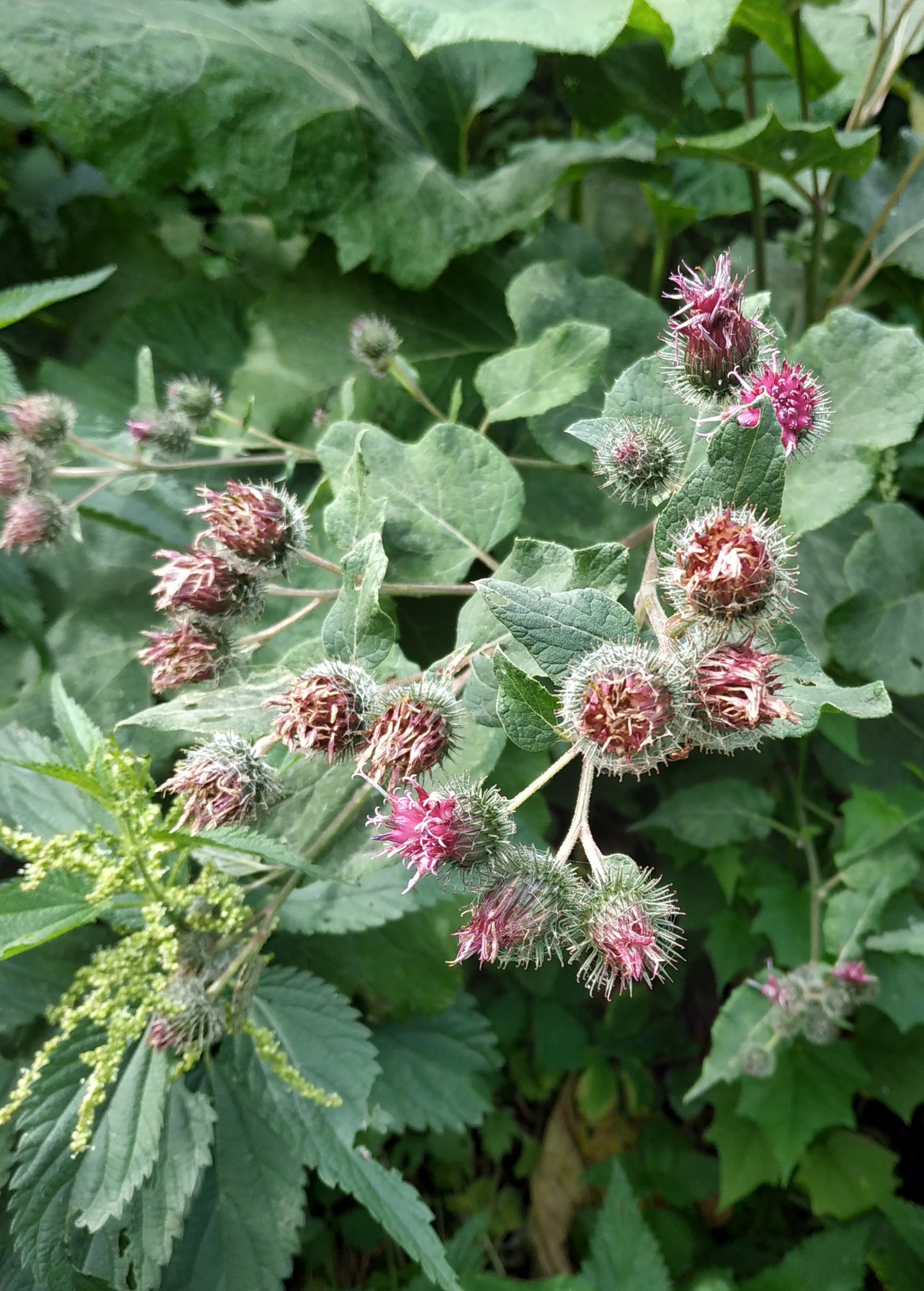 Burdock Herb Root - Edible Medicinal Plant with Purple Flowers, Arctium minus, Detoxifying and Pollinator-Friendly
