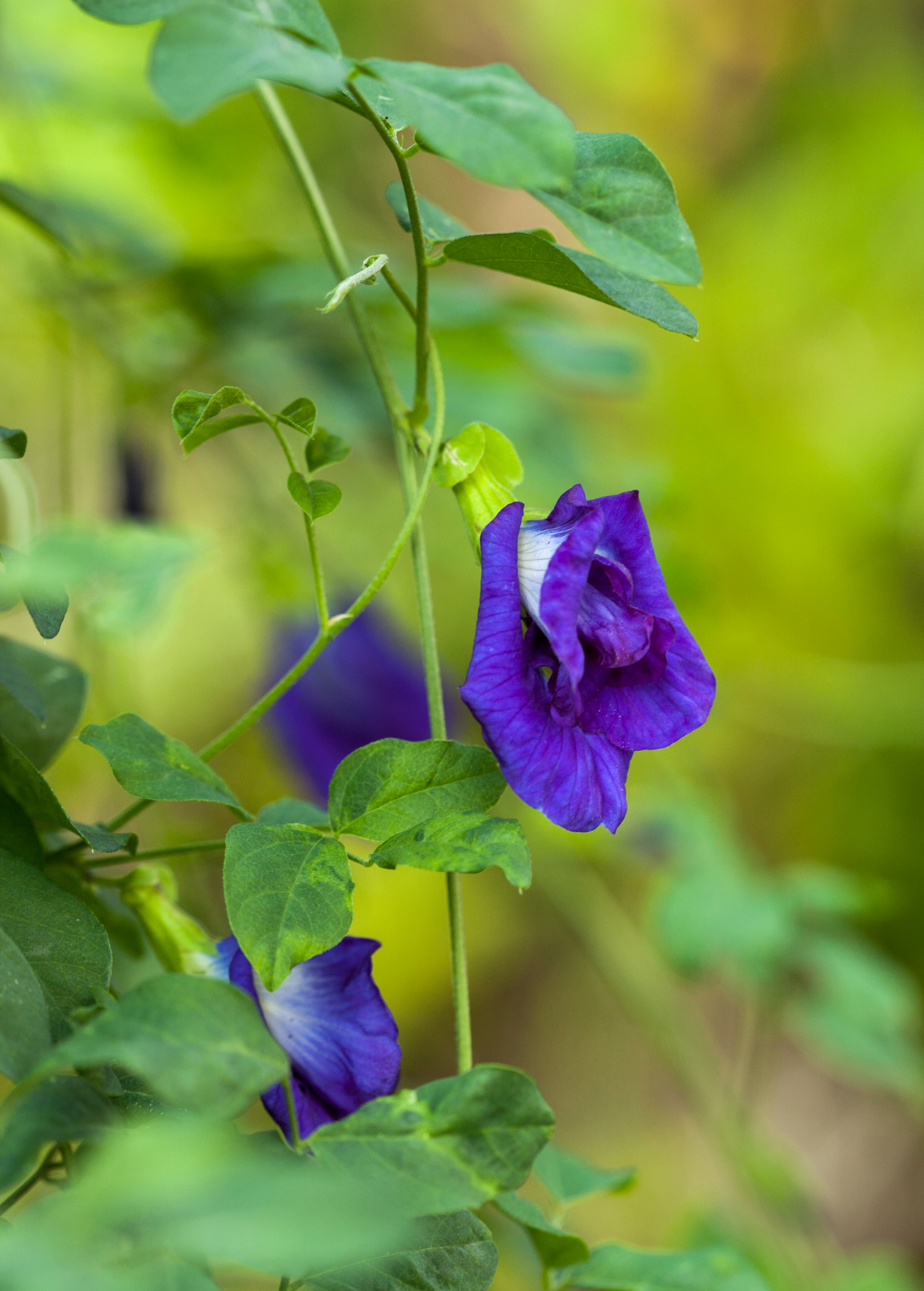 Butterfly Pea Clitoria Ternatea Vine with Blue Flowers, Edible & Medicinal, Tropical Asian Plant
