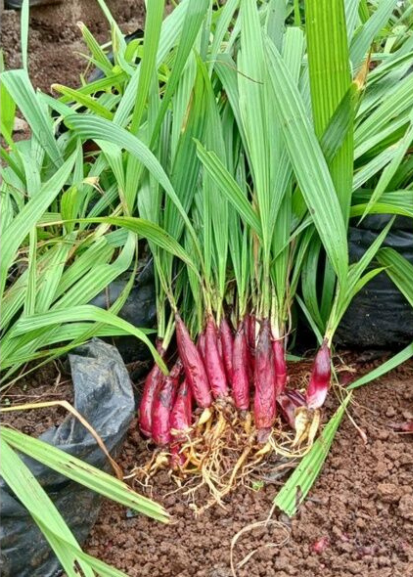 Bawang Dayak (Eleutherine bulbosa) Medicinal Herb Bulb - Traditional Borneo Blood Onion Plant