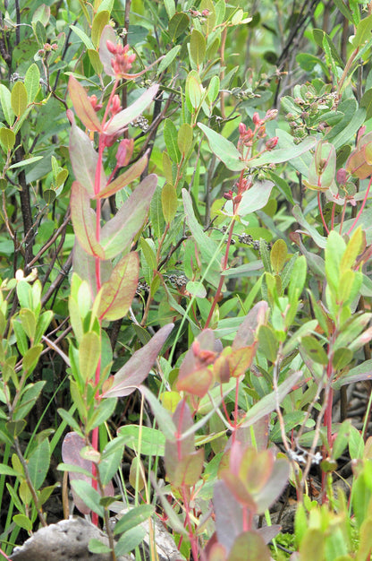 50 Marsh SAINT JOHN'S WORT Hypericum Virginicum Pink Mauve Flower Seeds