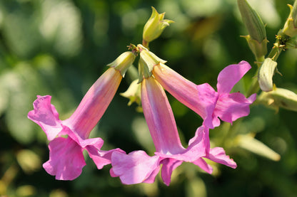 10 Cheron PINK HARDY GLOXINIA Incarvillea Delavayi Flower Seeds
