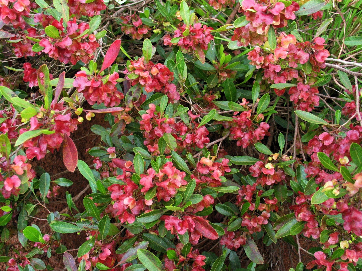 40 Mixed Colors FLORIDA HOPBUSH Dodonaea Viscosa Hawaiian Hopseed Flower Shrub Seeds